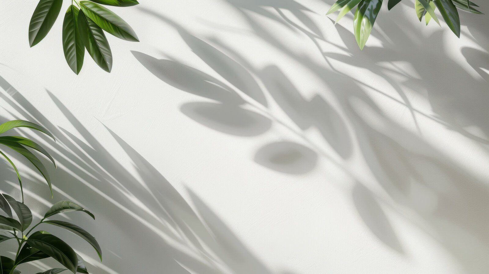 Leaf shadows falling across a light-colored wall