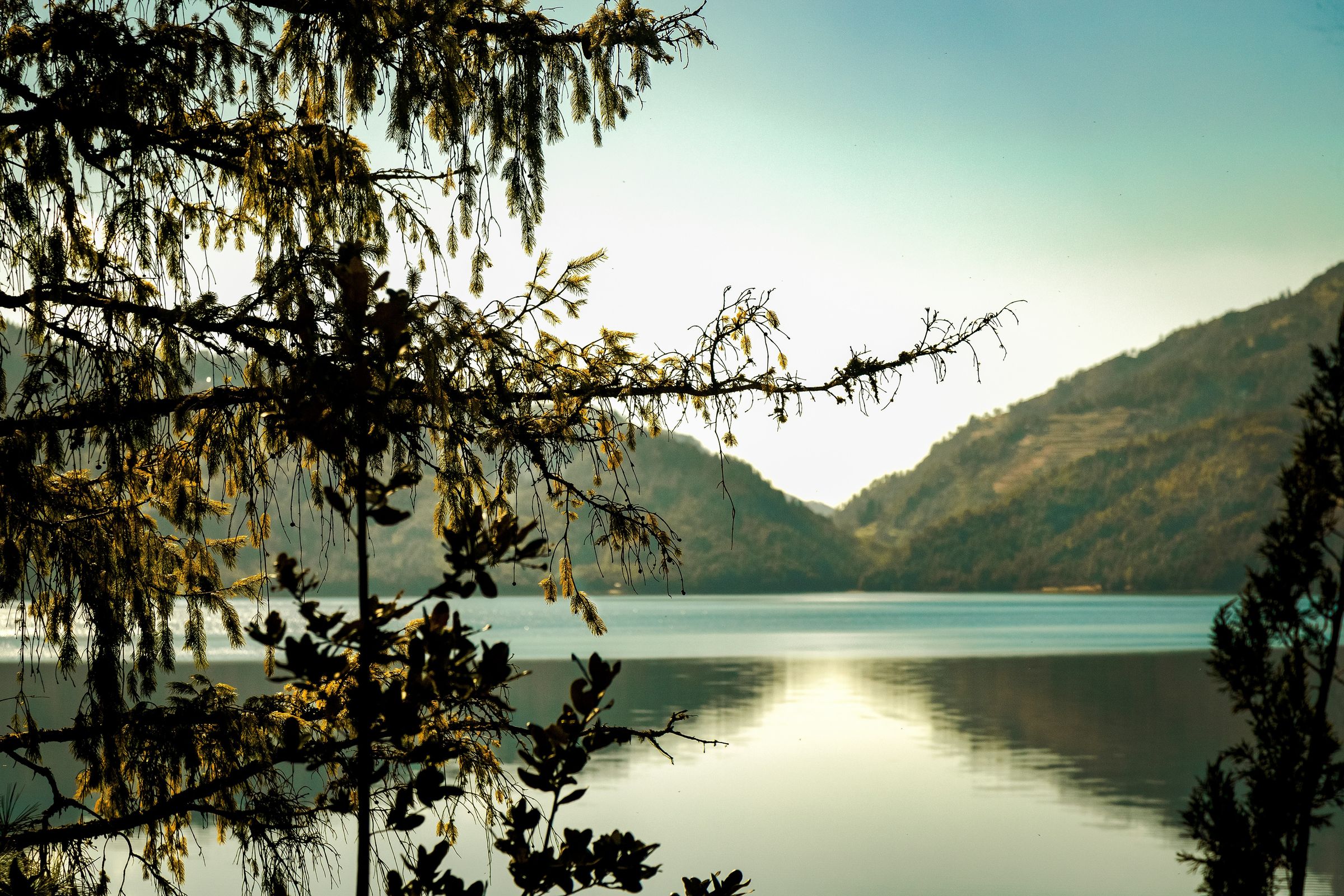A calm mountain lake framed by pine branches